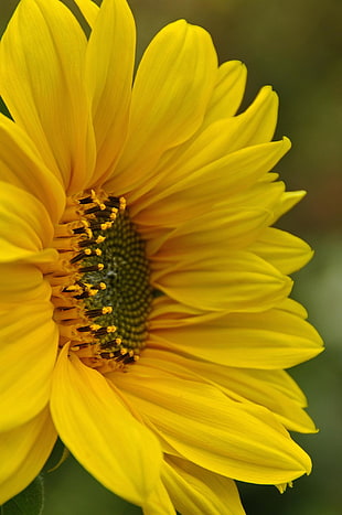 sunflower in shallow focus photography