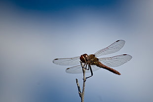 closeup photo of dragonfly HD wallpaper