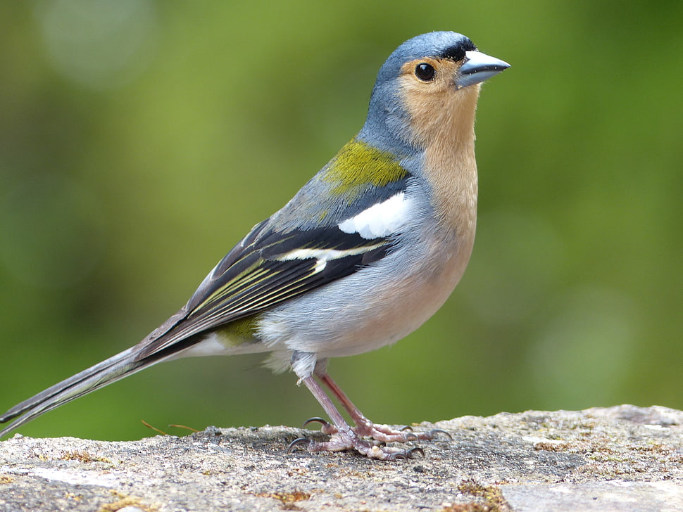 close up photo of blue, black, and white bird on gray and beige surface HD wallpaper