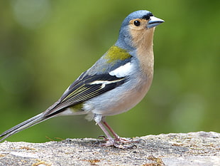 close up photo of blue, black, and white bird on gray and beige surface
