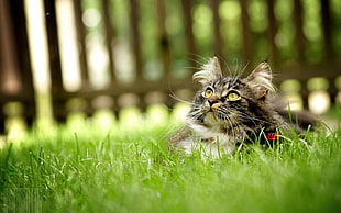 long-fur black, white, and brown cat on green grass field