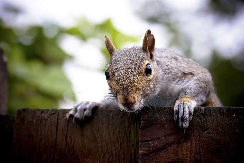 closeup photo of brown squirrel HD wallpaper