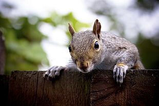 closeup photo of brown squirrel