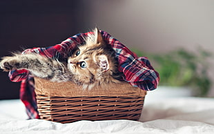 gray tabby cat in wicker basket