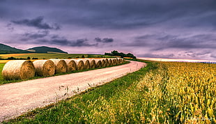 wheat field with hays HD wallpaper