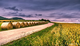 wheat field with hays