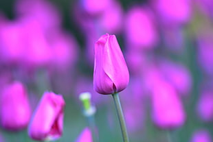 close up photo of pink petaled flowers field