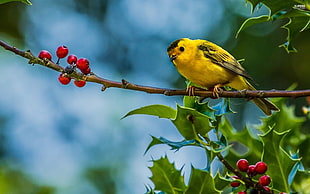 close-up photo of yellow bird