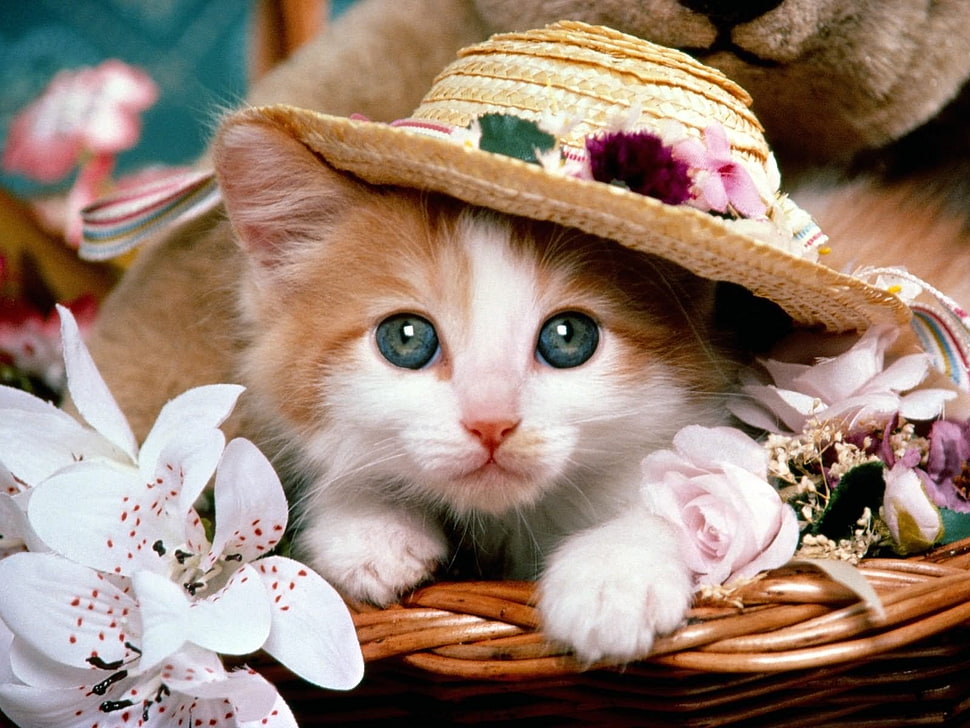 brown and white kitten on basket with flowers HD wallpaper