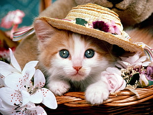 brown and white kitten on basket with flowers