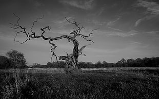 bare tree grayscale photography, trees, monochrome, grass, nature