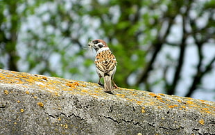 brown and white bird