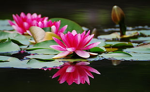 pink Lotus flower in bloom at daytime HD wallpaper