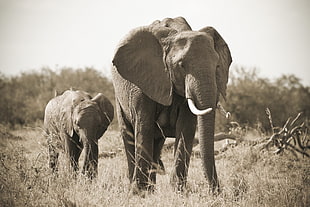 sepia photography of two Elephants