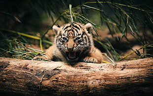 tilt lens photography of tiger on wood log
