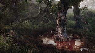 tree surrounded with water puddle and grass digital wallpaper, The Vanishing of Ethan Carter, video games HD wallpaper