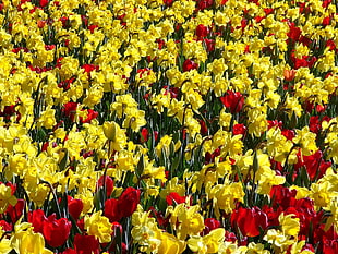 yellow and red Tulip flower field at daytime