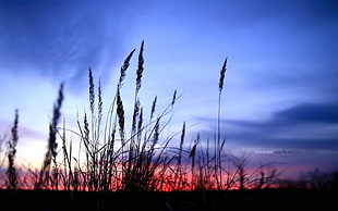 wheat field, shadow, nature HD wallpaper