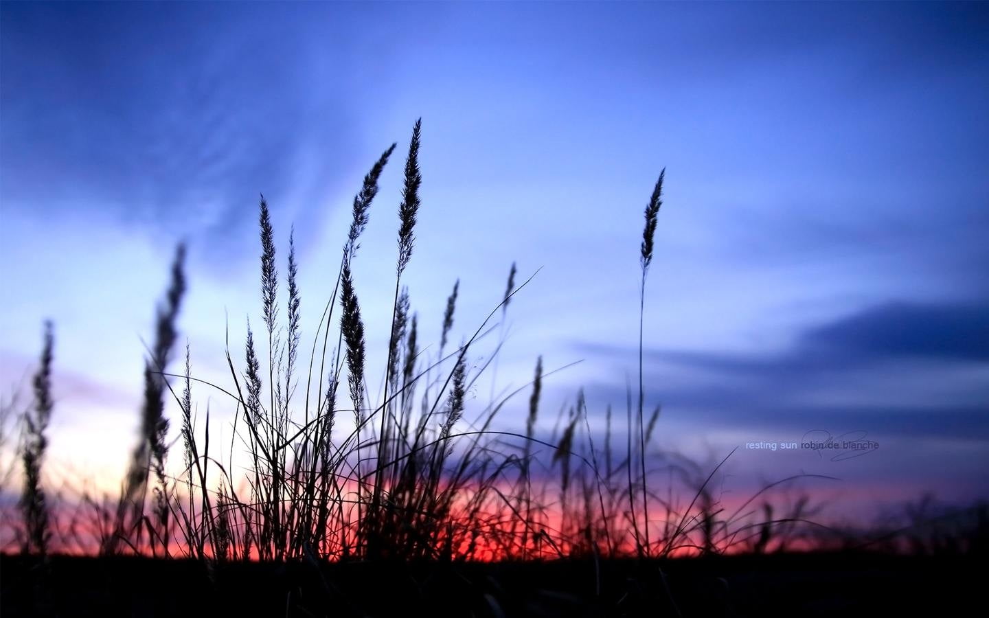 wheat field, shadow, nature
