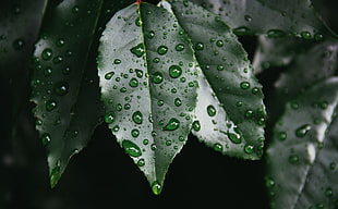 leaf with rain drop grayscale photo