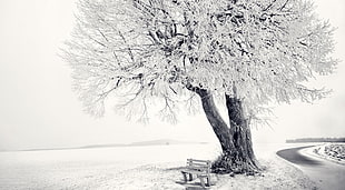 gray and white tree digital wallpaper, nature, winter