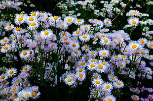 white flowers on field HD wallpaper