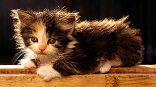 shallow focus photography of Calico kitten on brown wood