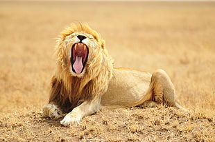 photo of adult lion