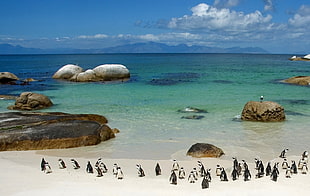 flocks of penguin near ocean during daytime