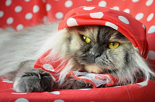 Persian cat hiding on red and white polka-dot textile