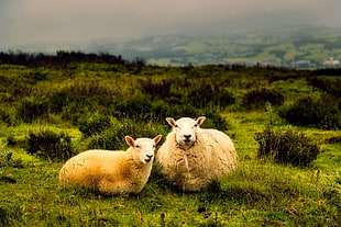 two white Lambs on green grass field