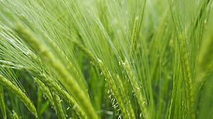 close up photo of green grasses