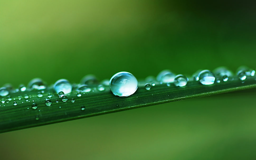droplet in macro shot HD wallpaper