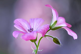 macro shot of two pink flowers HD wallpaper