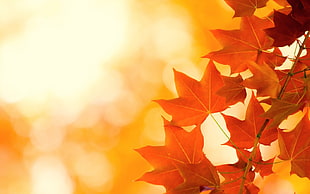 oak leaves during golden hour HD wallpaper
