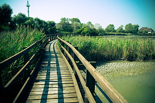 brown wooden bridge, italy, marano lagunare