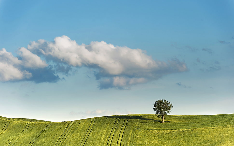 green mountains with green tree HD wallpaper