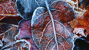 silver-colored chain necklace, nature, frost, leaves