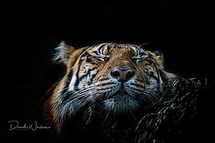 Bengal tiger, tiger, animals HD wallpaper