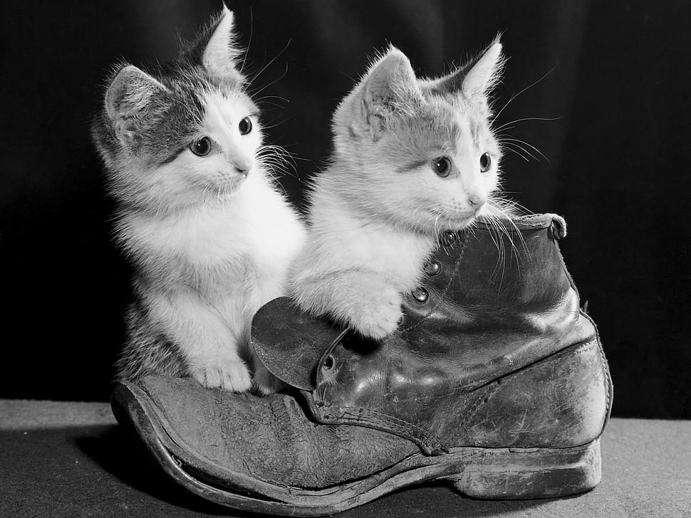 grayscale photo of 2 kittens HD wallpaper