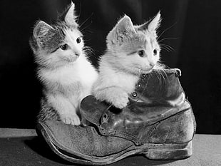 grayscale photo of 2 kittens
