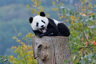 black and white panda cub resting on brown wooden stump