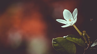 white petaled flower, Flower, Bud, Petals