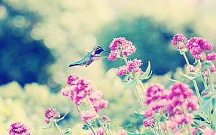 Hummingbirds,  Birds,  Flowers,  Branches