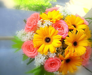 yellow and pink Gerbera and Rose flowers HD wallpaper