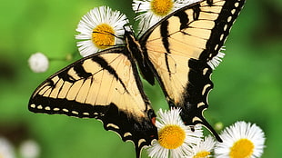 Tiger Swallowtail Butterfly perched on white daisies HD wallpaper