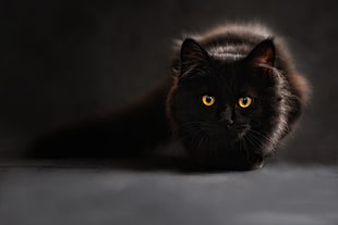 black short-coated cat photo HD wallpaper