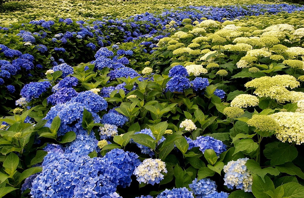 blue and white petaled flower lot HD wallpaper