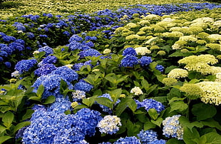 blue and white petaled flower lot