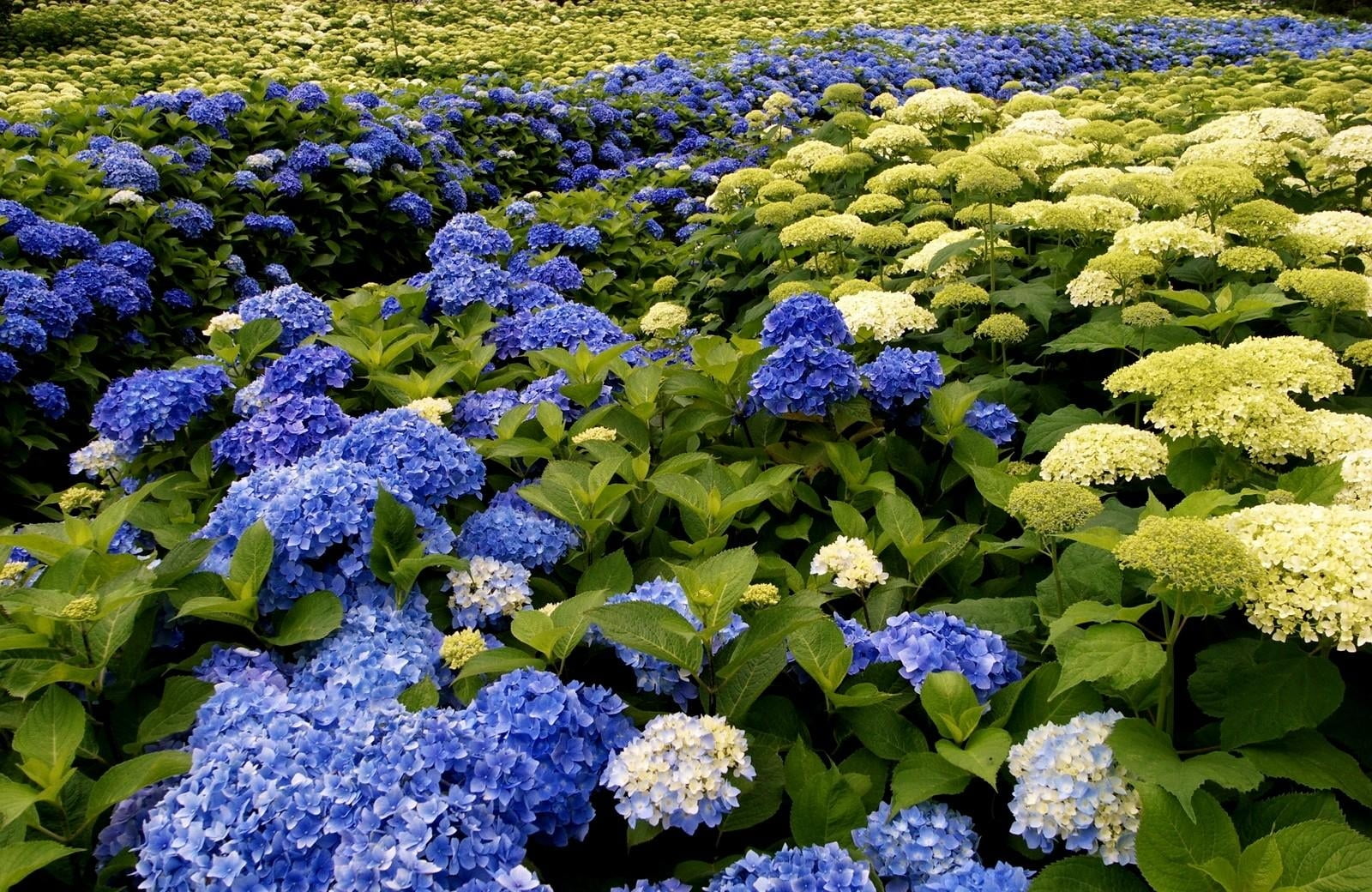blue and white petaled flower lot